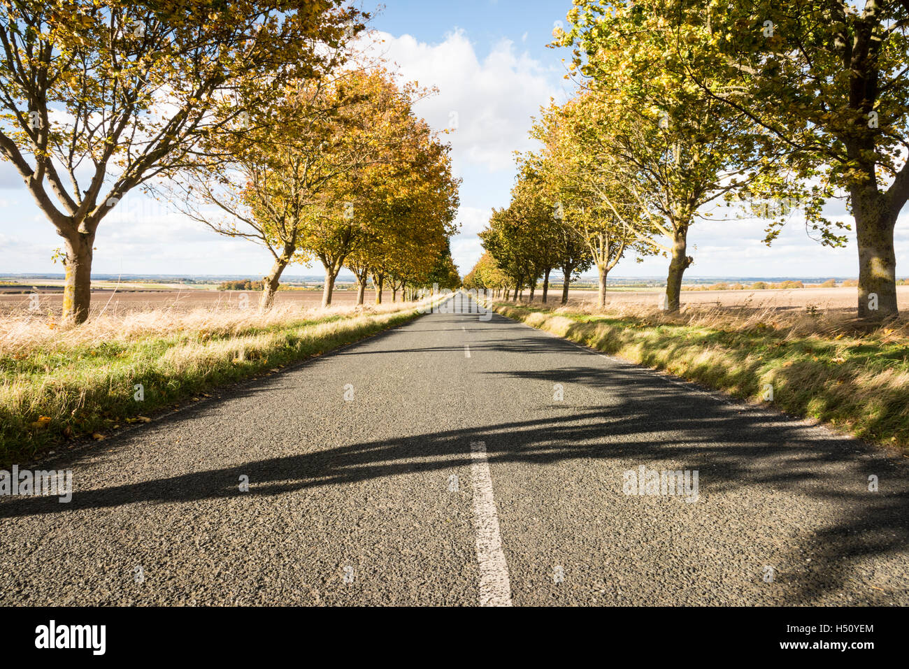 Heydon, South Cambridgeshire, UK. 18th Oct, 2016. A tree lined road glows in autumn colours on a sunny, blustery autumn day. Temperatures have fallen during the week and there is the possibility of frost later in the week as the autumn season develops. Credit:  Julian Eales/Alamy Live News Stock Photo
