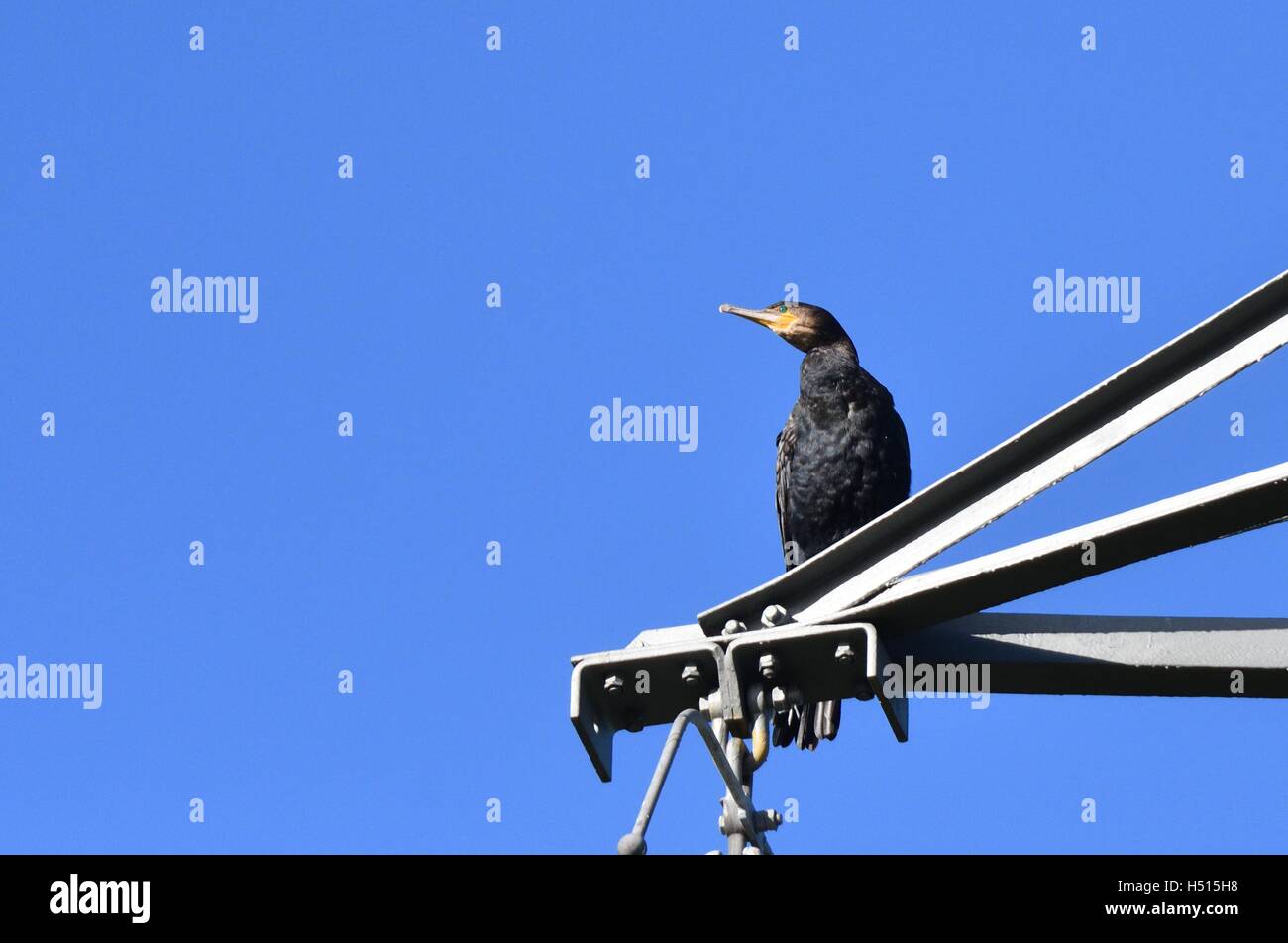 Manchester, UK. 19th Oct, 2016. A cormorant sits on a pylon by the river mersey, as it flows between Northenden and Didsbury in South Manchester on a bright autumn morning. Credit:  John Fryer/Alamy Live News Stock Photo