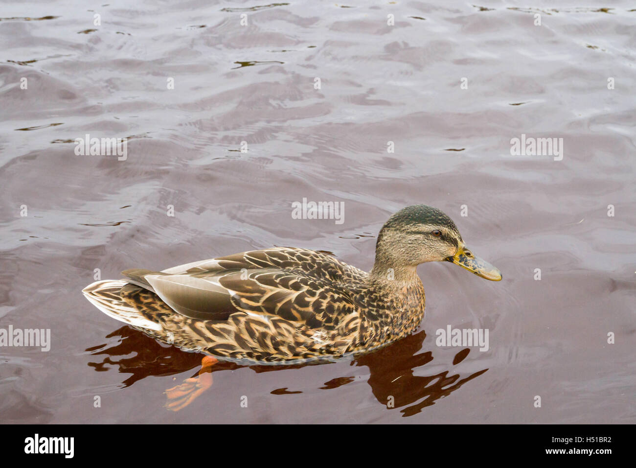 A duck swims in a pond in autumn Stock Photo - Alamy