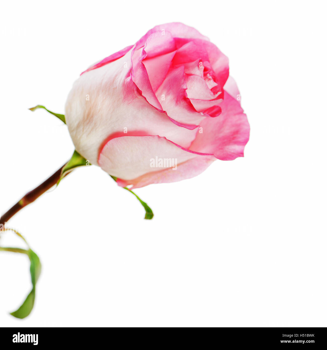 Pink rose isolated on white background. Closeup Stock Photo - Alamy