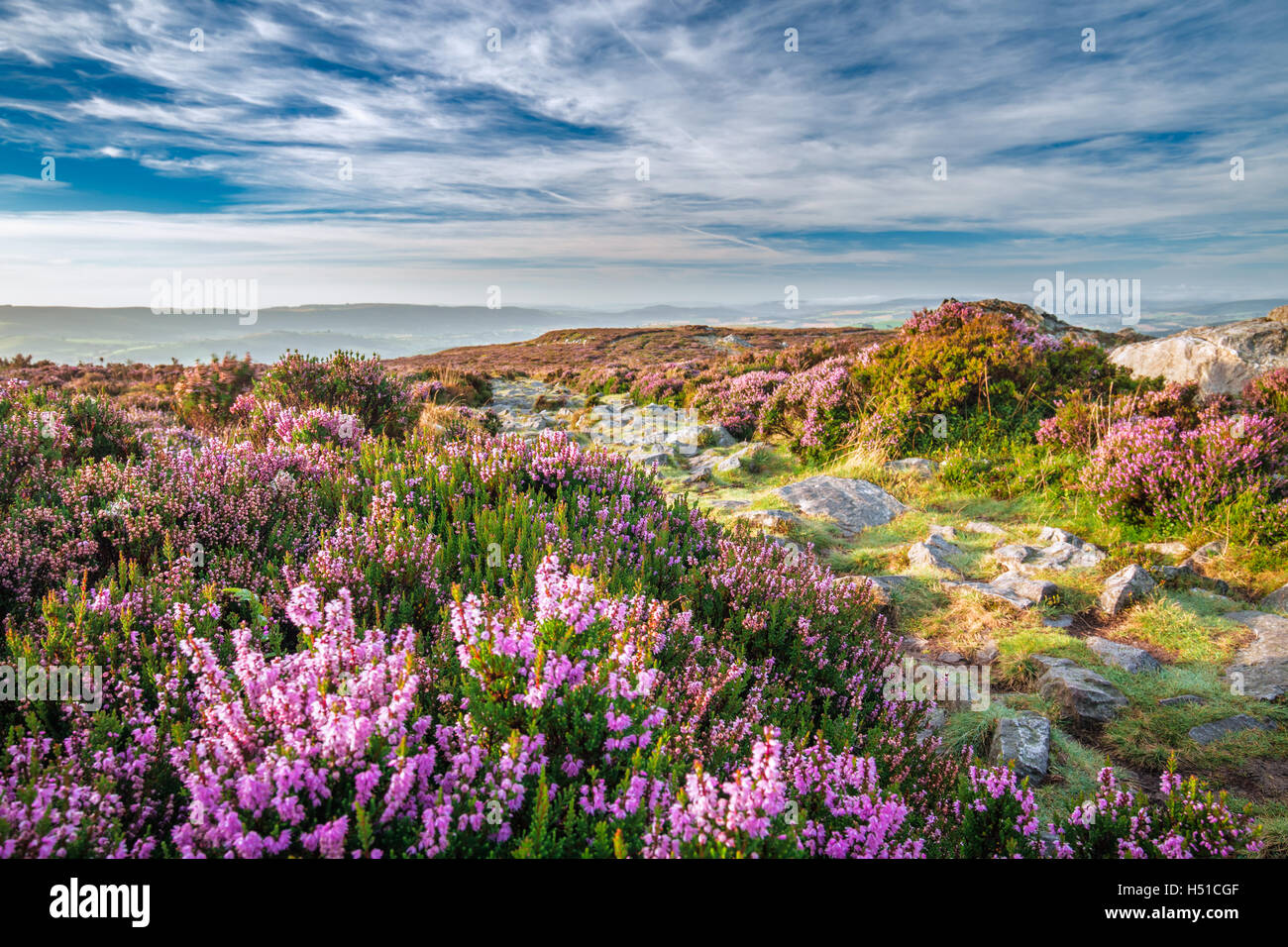Mountain Heather Flowers Meadow in Morning Light Stock Photo Alamy