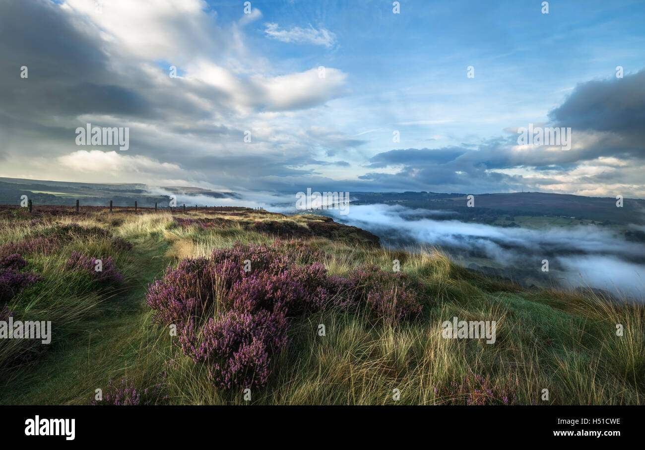 Moorland with Heather Flowers in Morning Mist Stock Photo