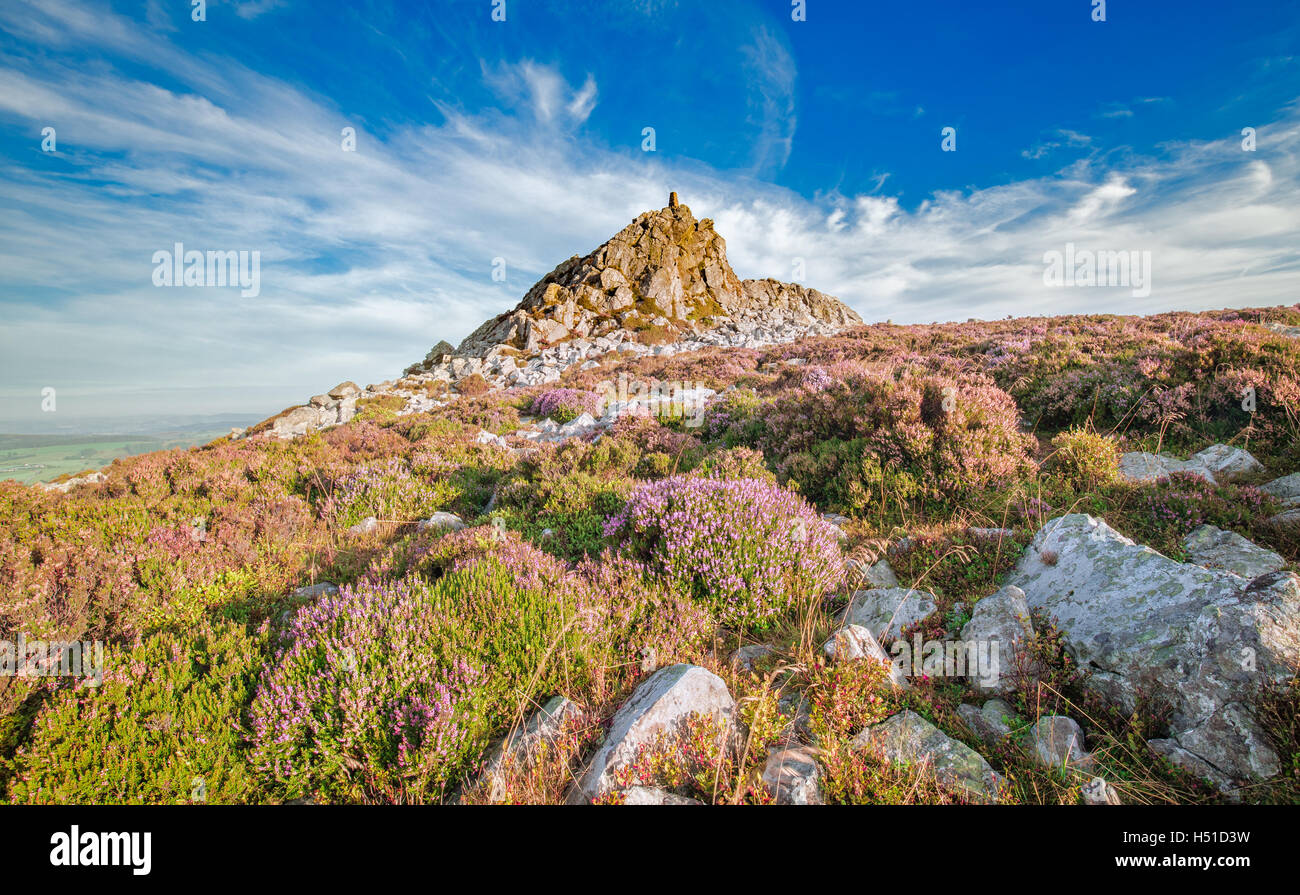 Blooming Autumnal Heather Flowers on the Top of Scenic Hill Stock Photo