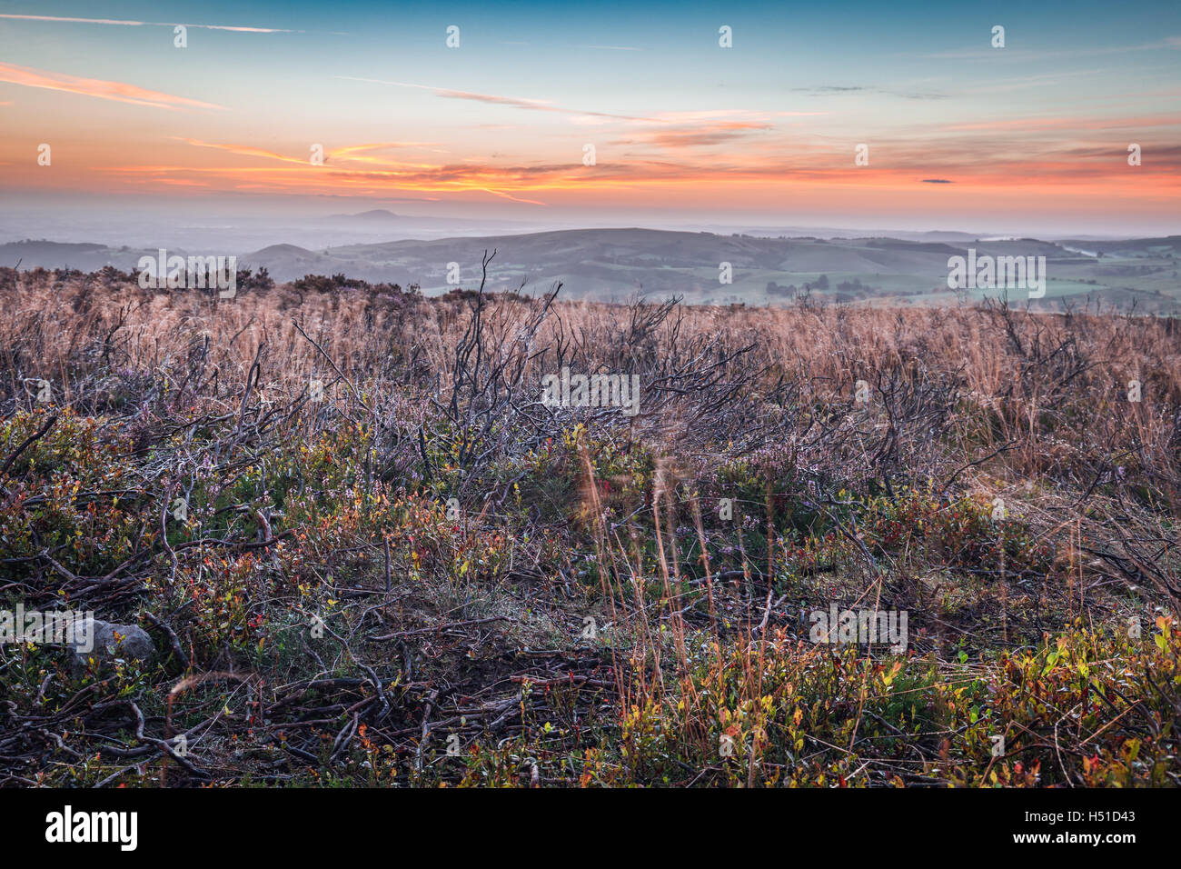 Colorful Sunrise Clouds over Autumnal Meadow with Dried Grass and Burnt Heather Branches Stock Photo