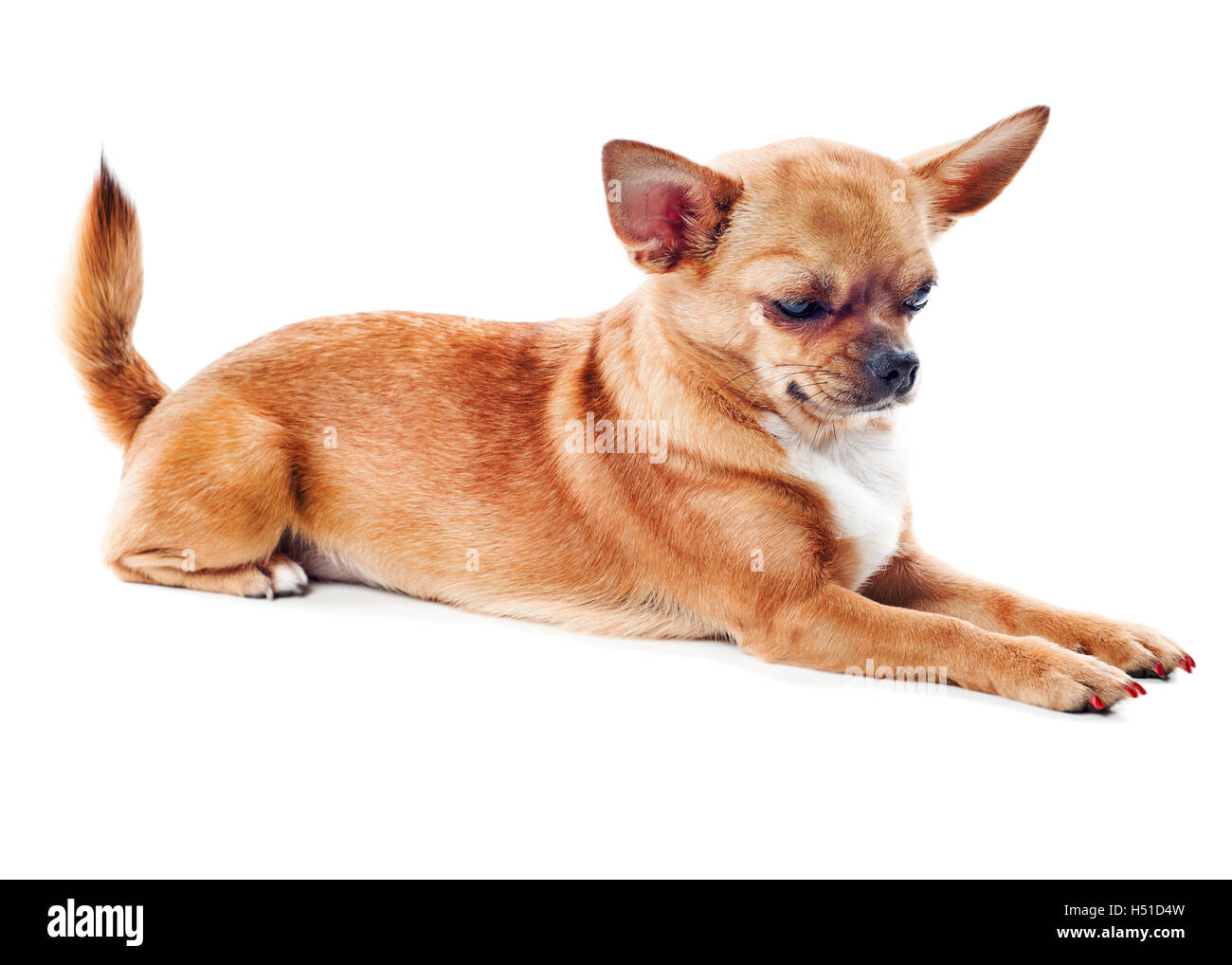 Red chihuahua dog isolated on white background Stock Photo - Alamy