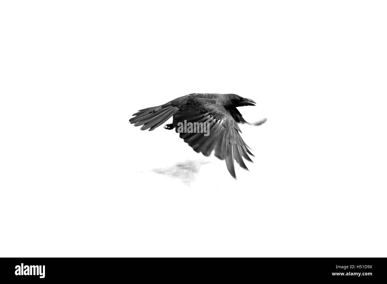 Black bird in Tokyo Stock Photo