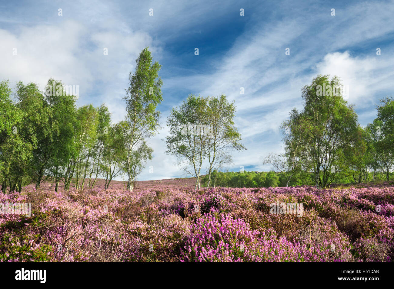 Purple Heather Flowers and Birch Trees Background Stock Photo