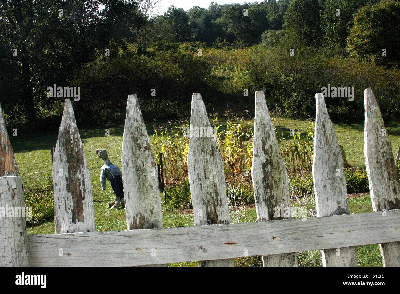 View trough old wooden fence in yard with small garden and scarecrow Stock Photo