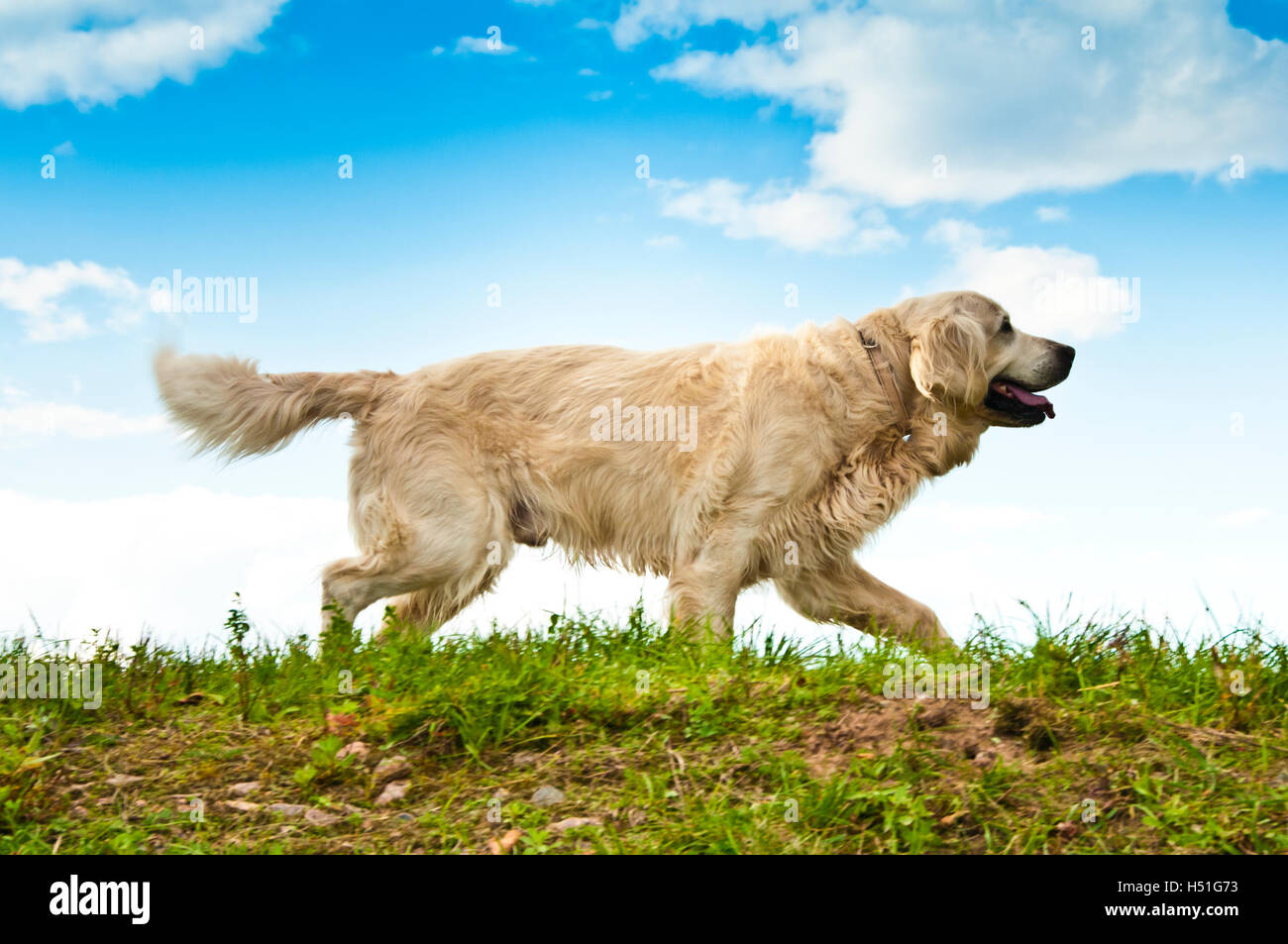 golden retriever dog walking Stock Photo