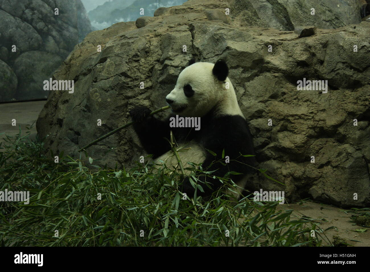Panda chilling out and eating bamboo against a rock in Washington Zoo Stock Photo
