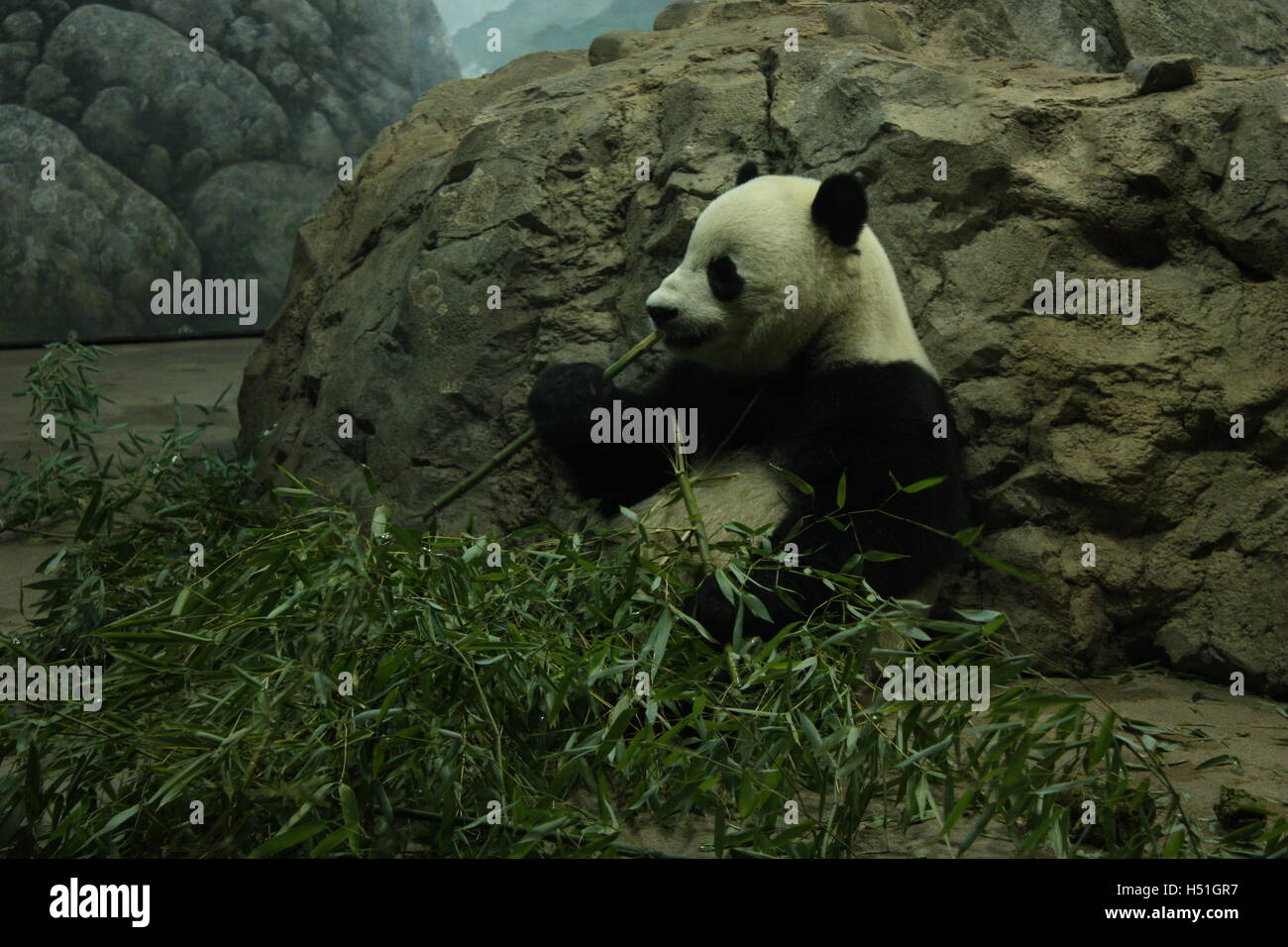 Panda chilling out and eating bamboo against a rock in Washington Zoo Stock Photo