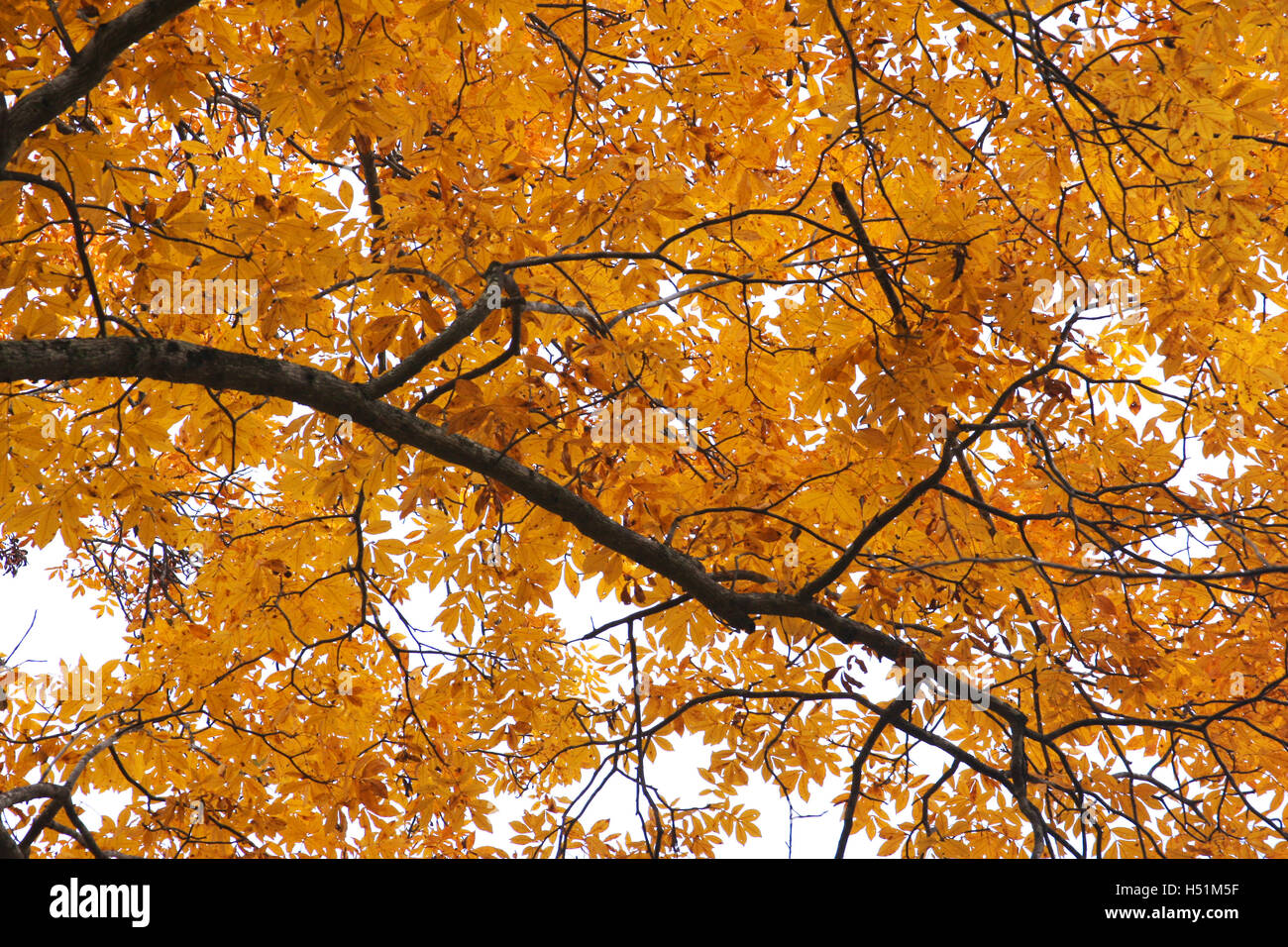 Branch with yellow leaves in autumn Stock Photo - Alamy