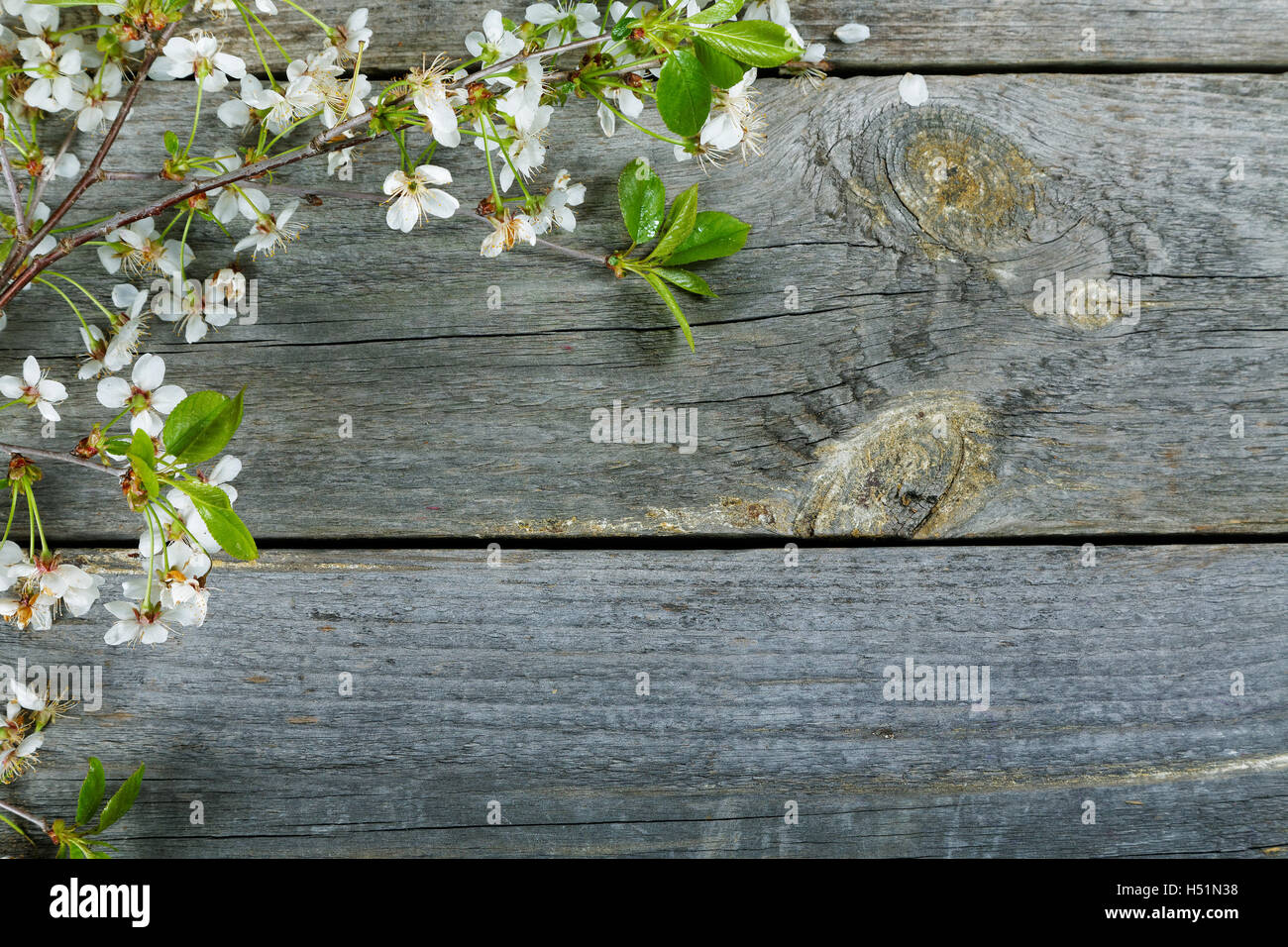 Branches of a cherry  on an old table Stock Photo