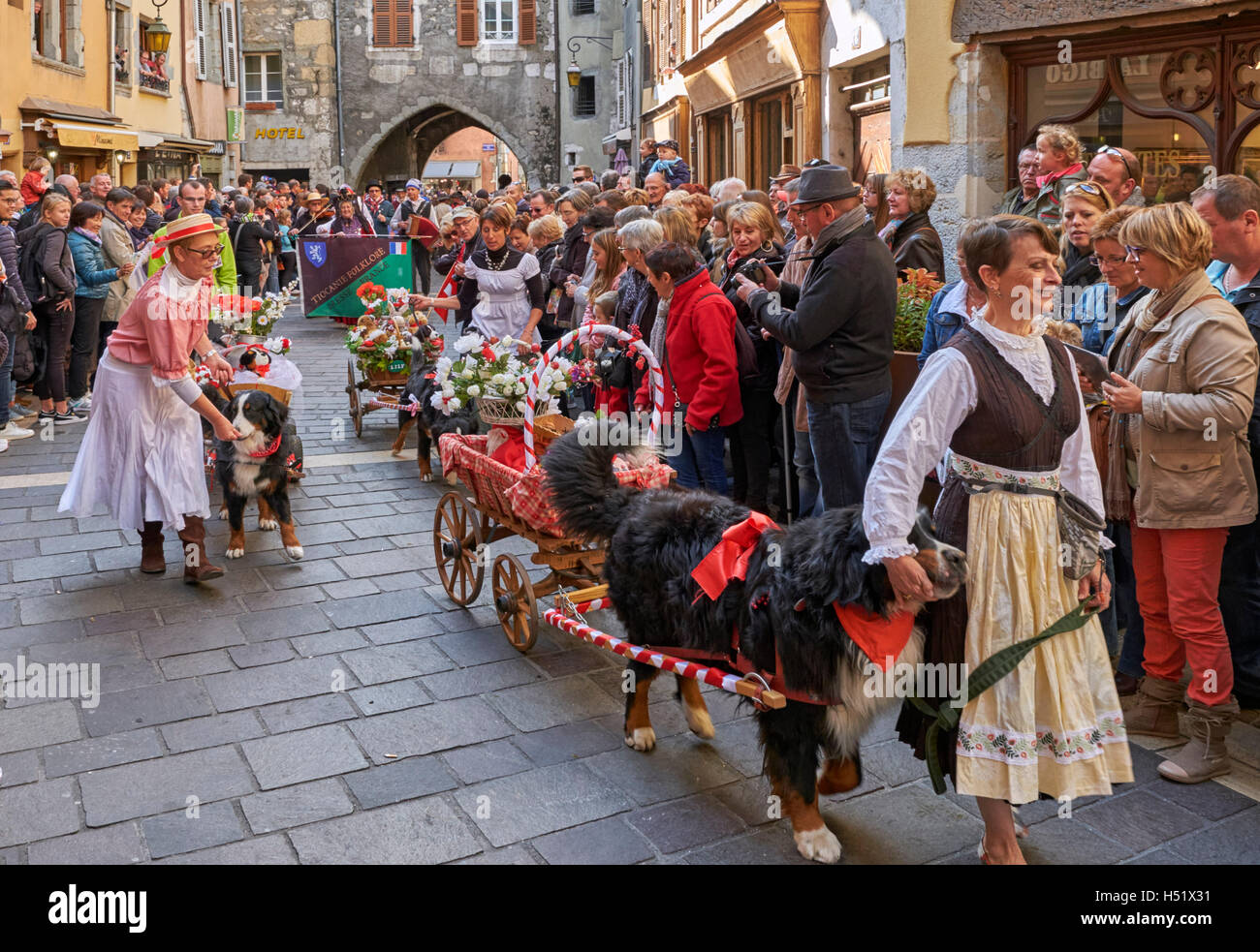 Bernese Mountain Dogs pulling carts during the Retour des Alpages