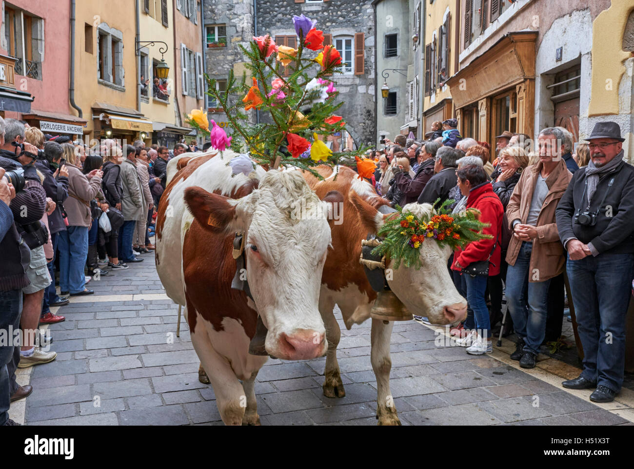 Decorated cows during the Retour des Alpages festival. Annecy, Haute-Savoie, France. Stock Photo