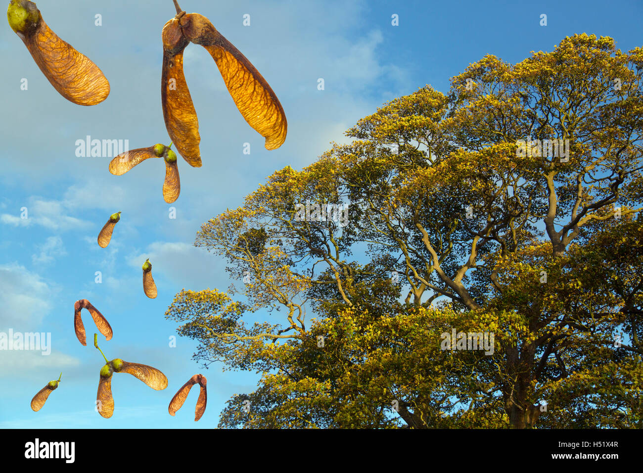 A composite of Sycamore Acer pseudoplatanus falling seeds in autumn Stock Photo