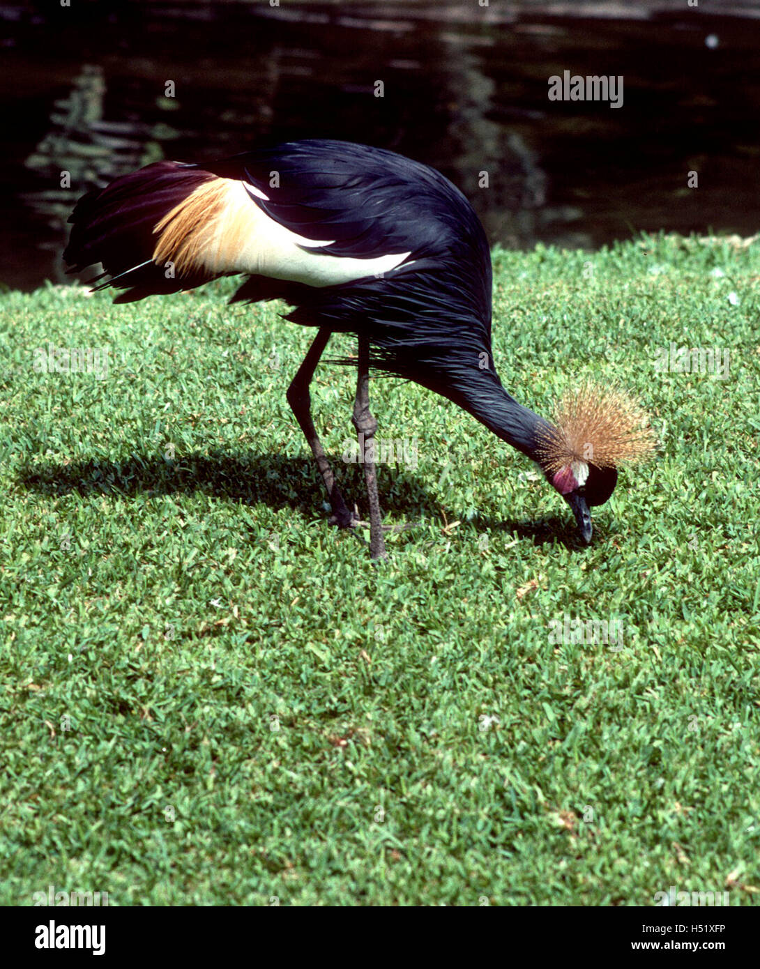 BLACK CROWNED CRANE Stock Photo - Alamy