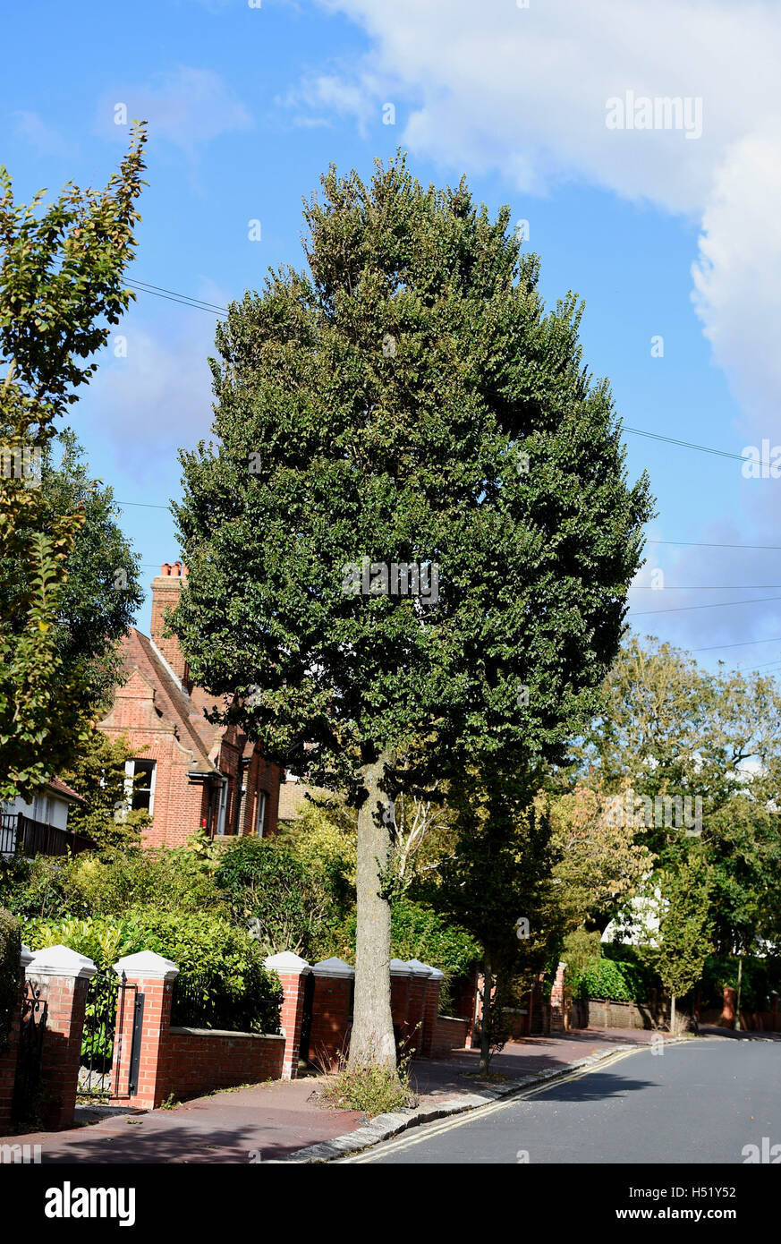 English Elm Stock Photos & English Elm Stock Images Alamy