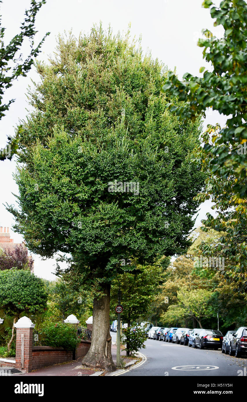 English Elm tree ( Ulmus minor ) in Queens Park Brighton Stock Photo