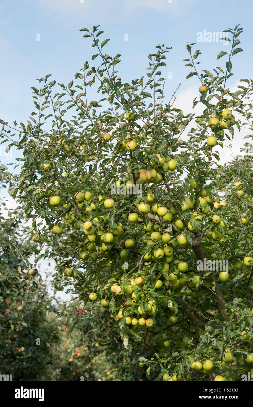 Malus domestica. Golden Delicious apples on a tree in an orchard Stock