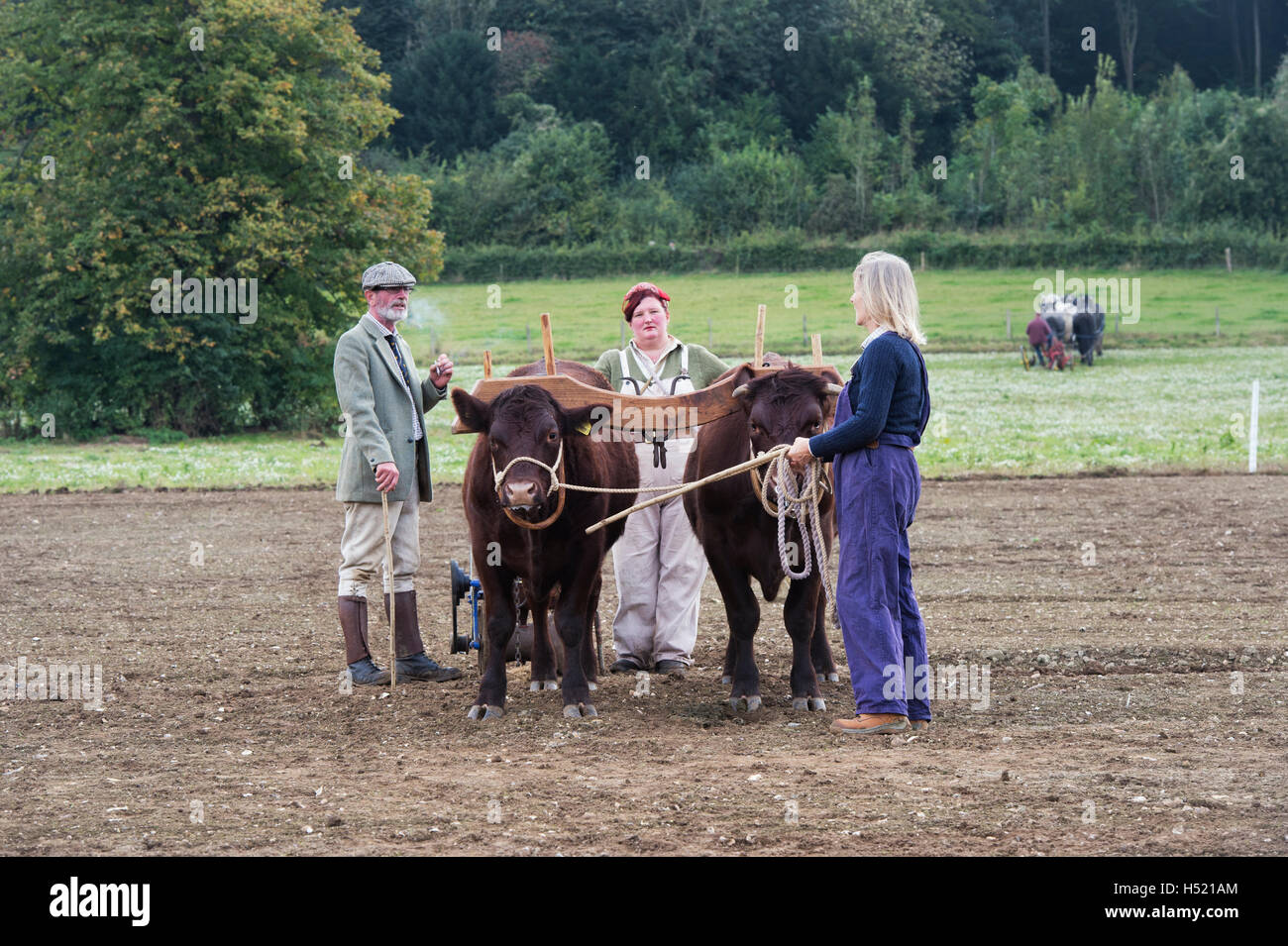 Working cattle at Weald and Downland open air museum, autumn countryside show, Singleton, Sussex, England Stock Photo