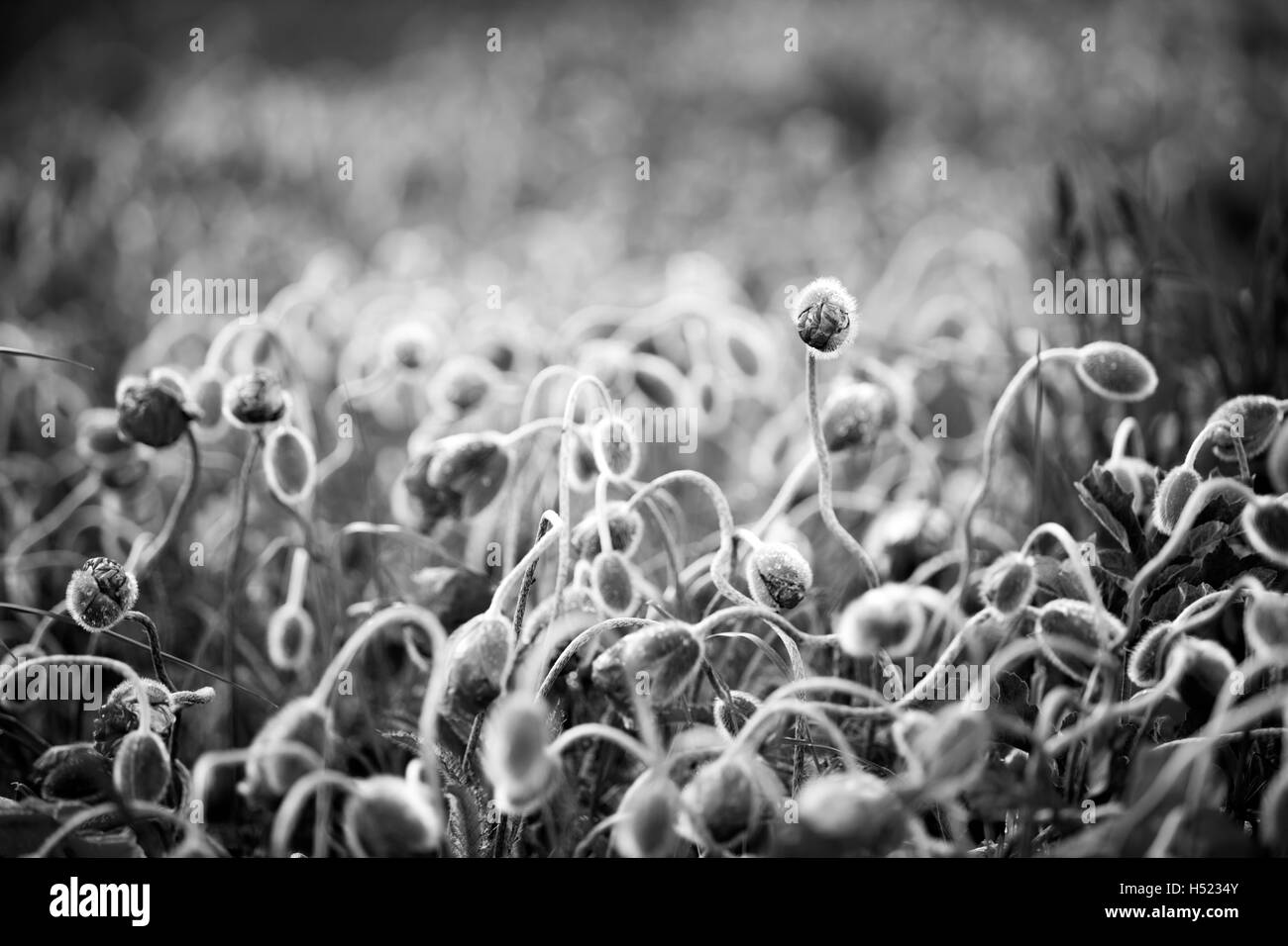 A meadow full of bright red poppies starting to open up after a rain storm, converted to black and white Stock Photo