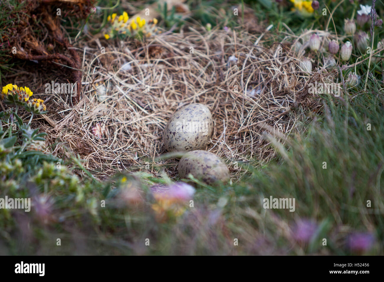 Herring Gull eggs in a birds nest by the sea. British wildlife along a