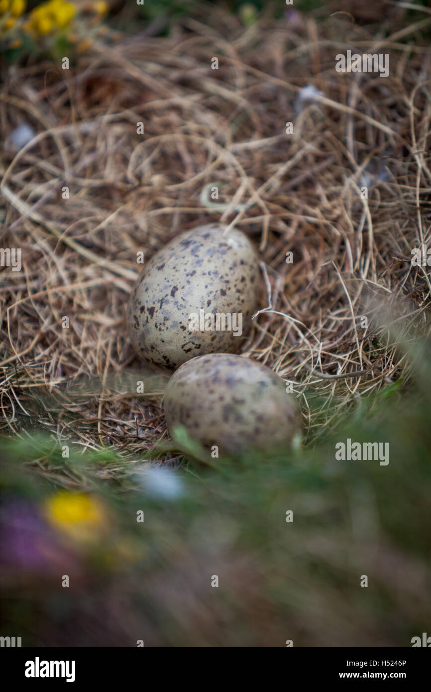 Herring Eggs High Resolution Stock Photography and Images Alamy