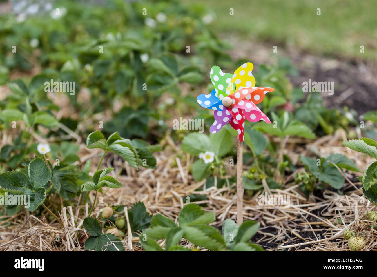 Rainbow coloured windmill in the strawberry patch of the garden in an