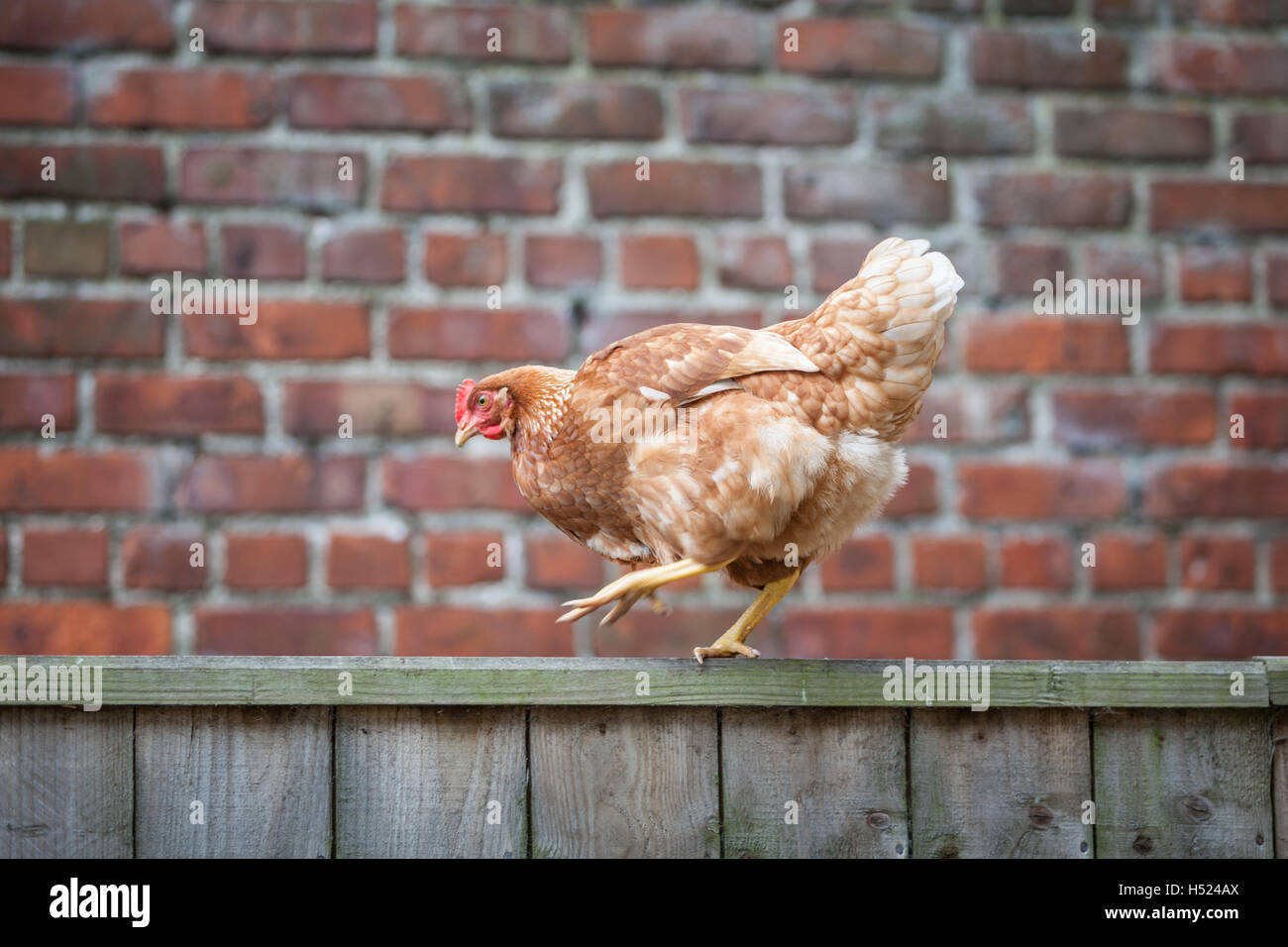 Chicken walking along a wooden fence in a garden in the countryside with a red brick wall behind Stock Photo