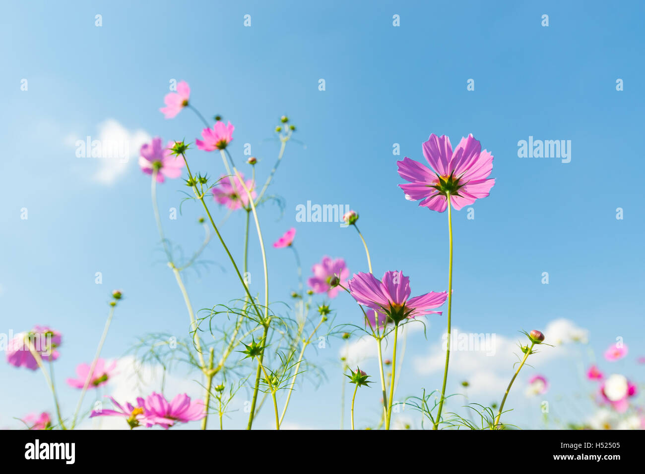 cosmos flower field with blue sky background Stock Photo - Alamy