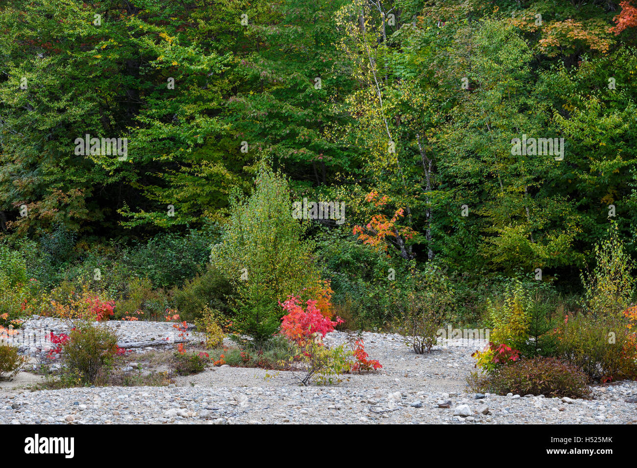 Zealand River in Bethlehem, New Hampshire USA during the autumn months