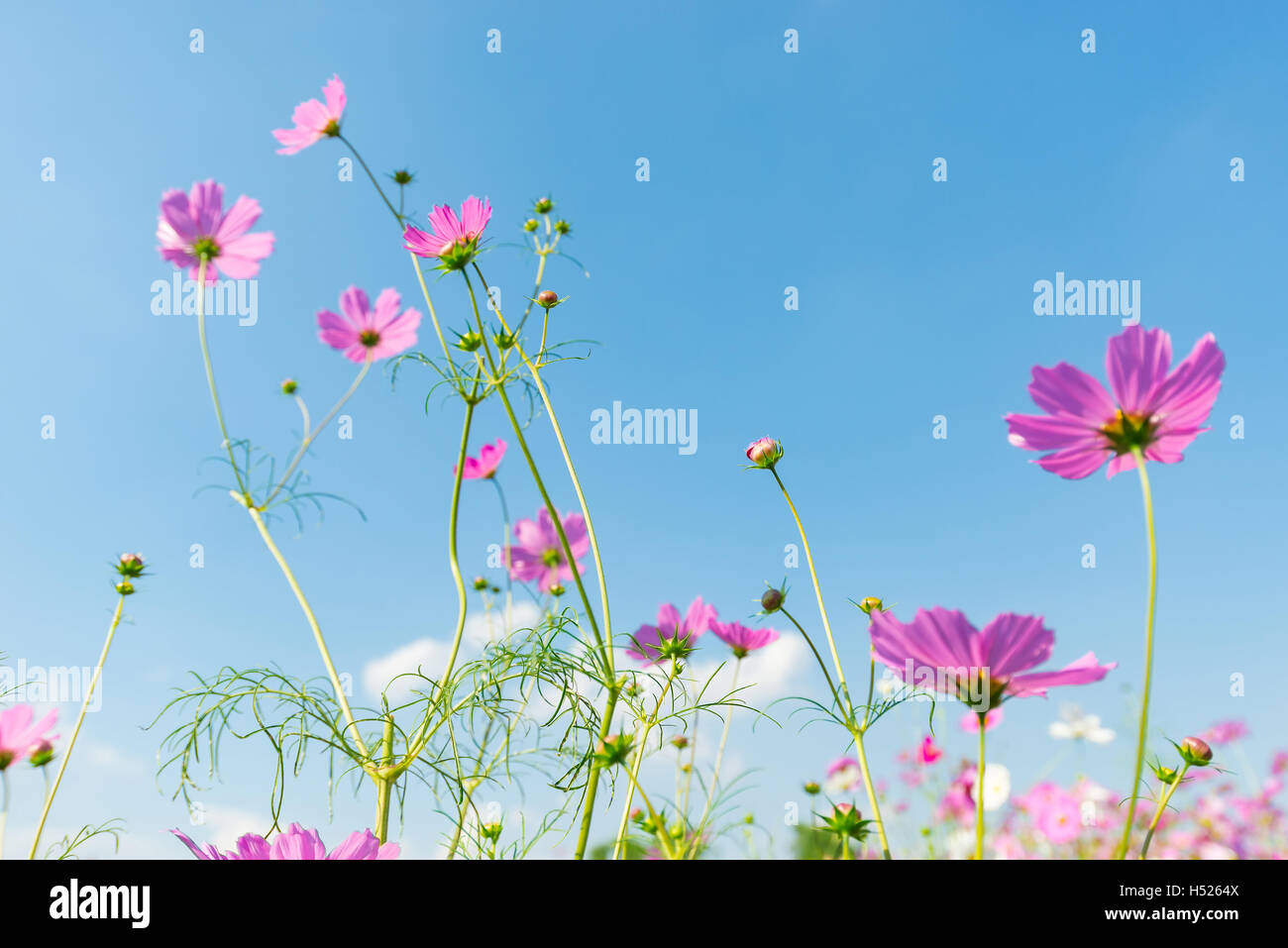 cosmos flower field with blue sky background Stock Photo - Alamy