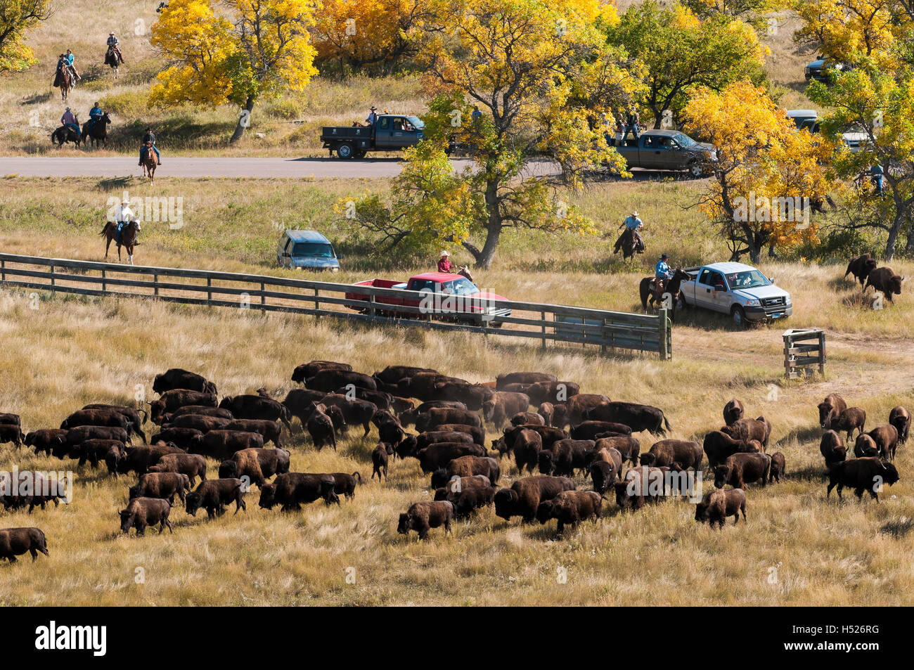 American buffalo (Bison bison) at the fence, Custer State Park Buffalo