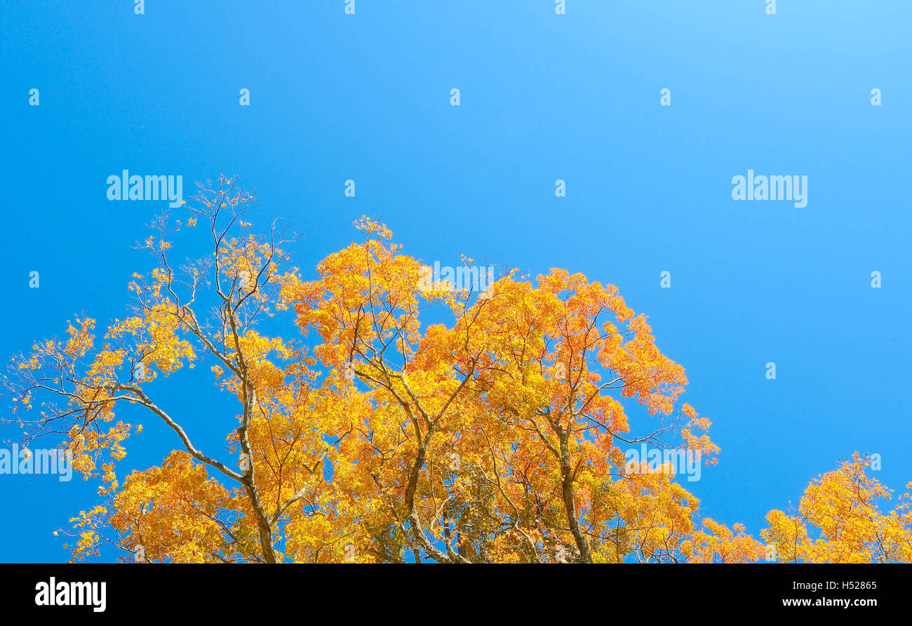 The top of a maple with yellow leaves against a clear, blue sky Stock ...