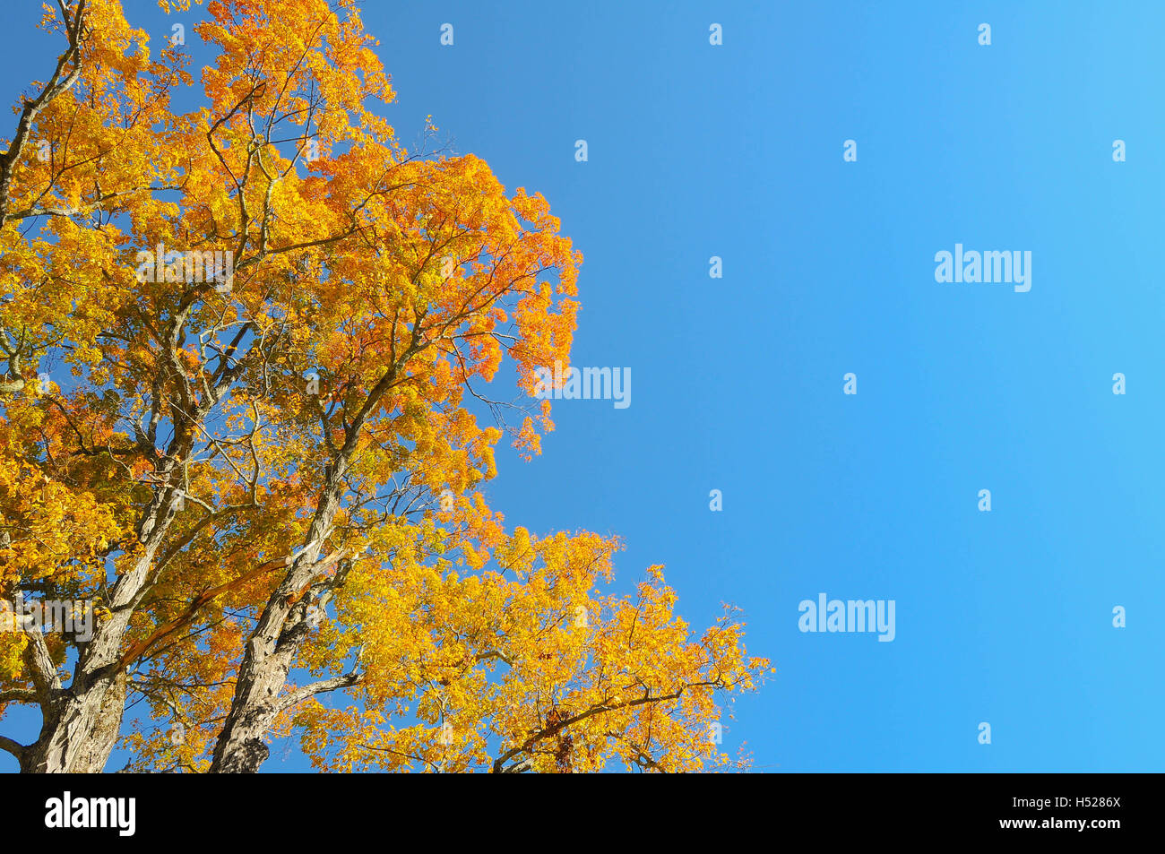 The top of a maple tree with yellow leaves against a clear, blue sky ...
