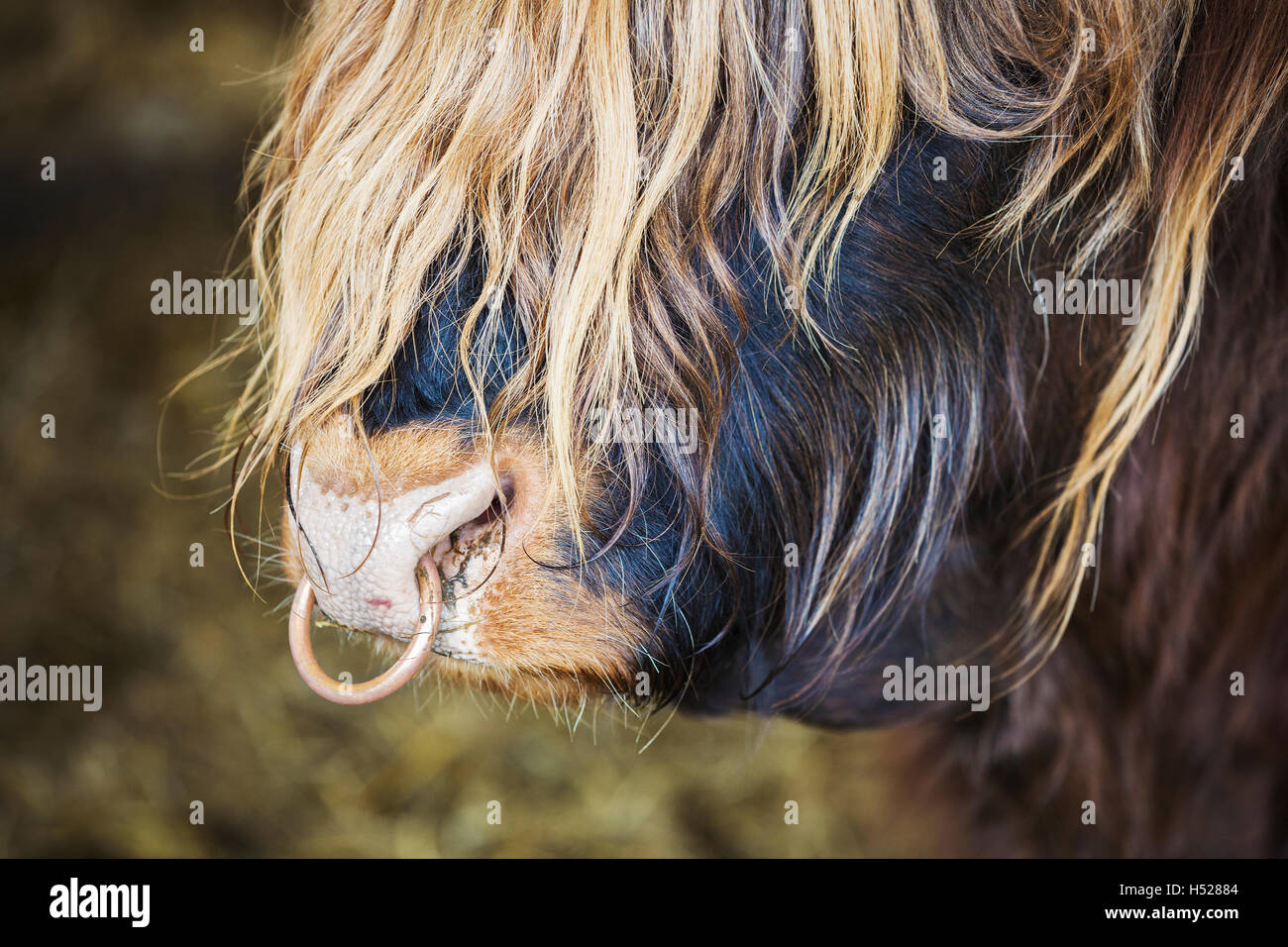 Ring in nose bull hi-res stock photography and images - Alamy