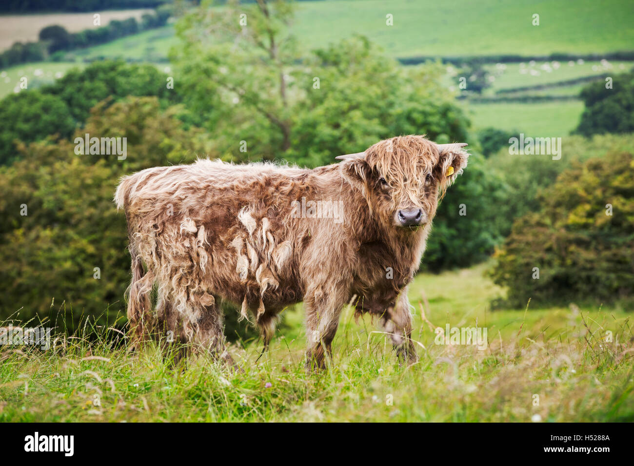 Brown Highland cow in a field, and view over the countryside Stock ...