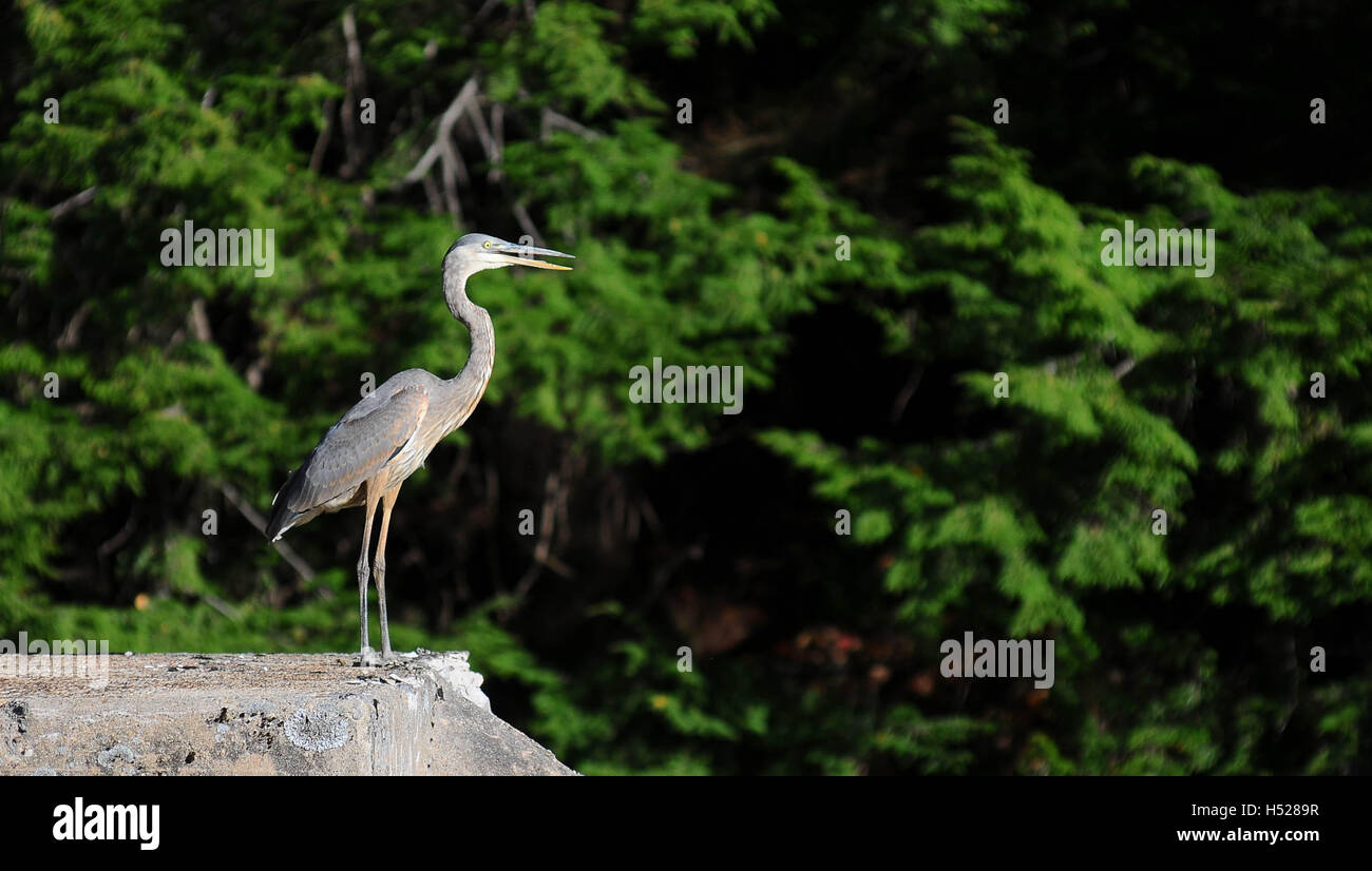 A great blue heron standing on an old concrete bridge pylon against a green background. Stock Photo