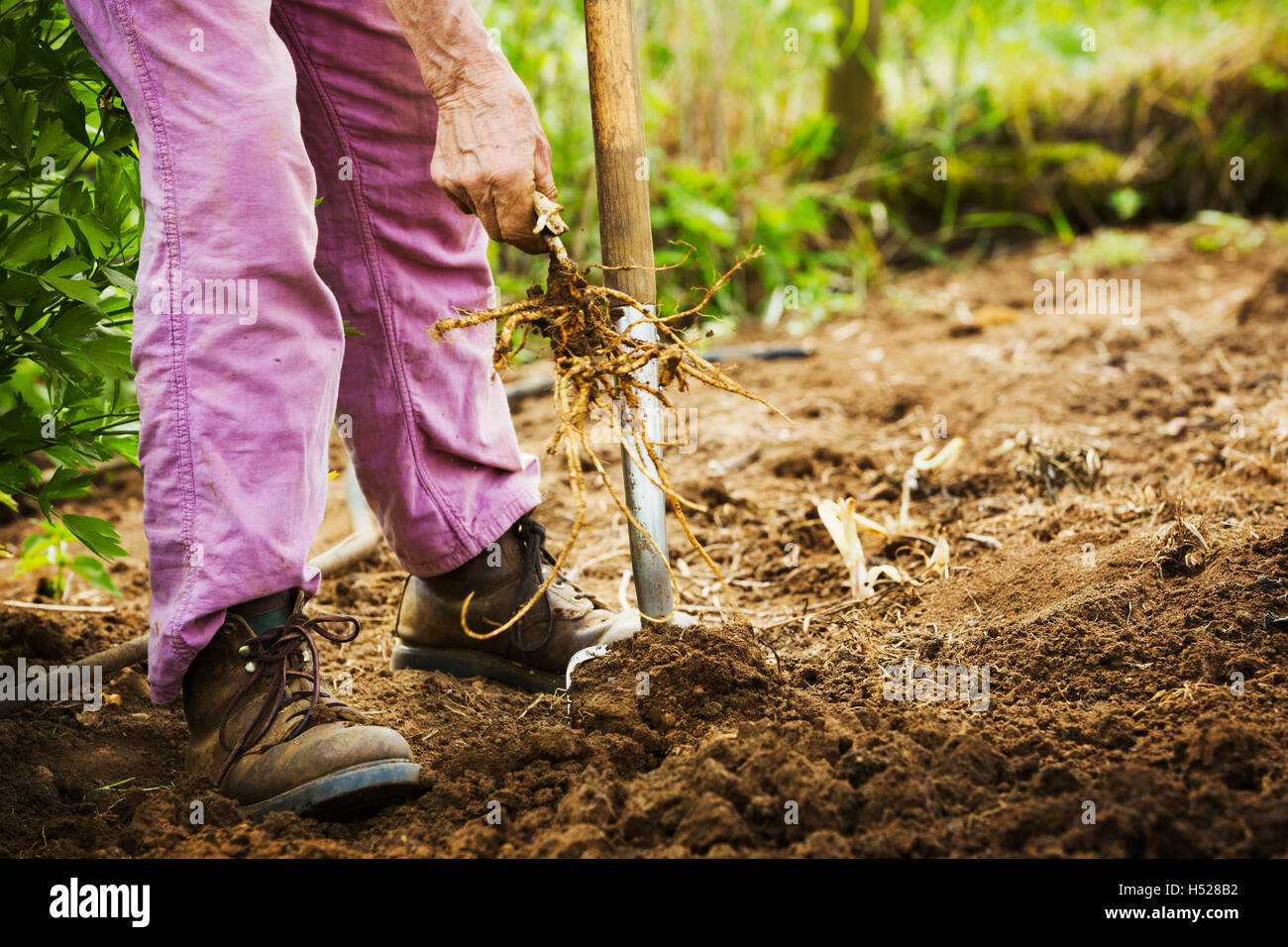 A woman using a pitchfork in a small field. Stock Photo