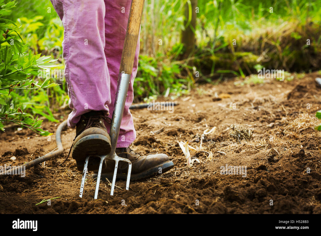 A woman using a pitchfork in a small field. Stock Photo
