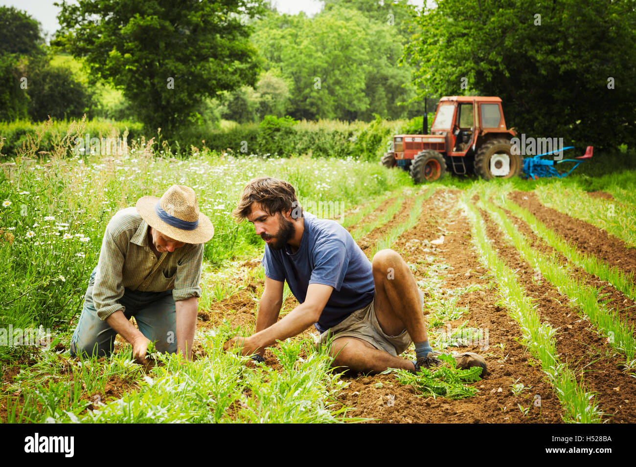 Two men tending rows of small plants in a field. Stock Photo