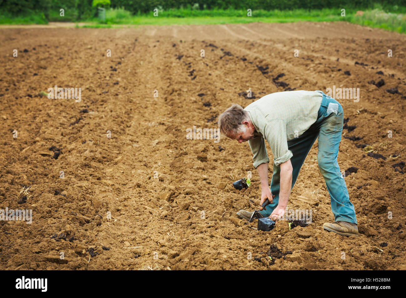 A man bending over planting a seedling in a field. Stock Photo