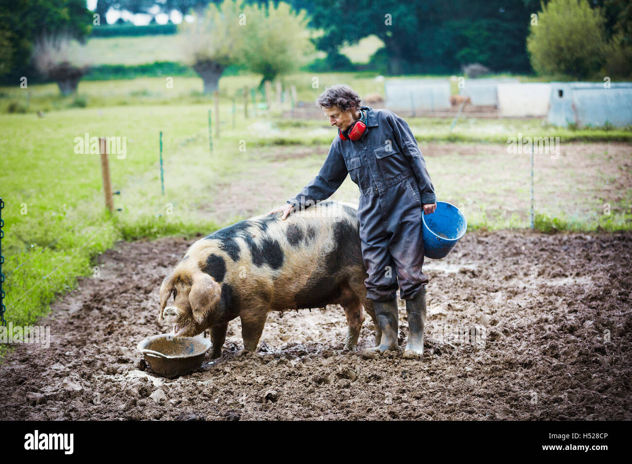 Woman stood next to a pig eating, holding a bucket. Stock Photo