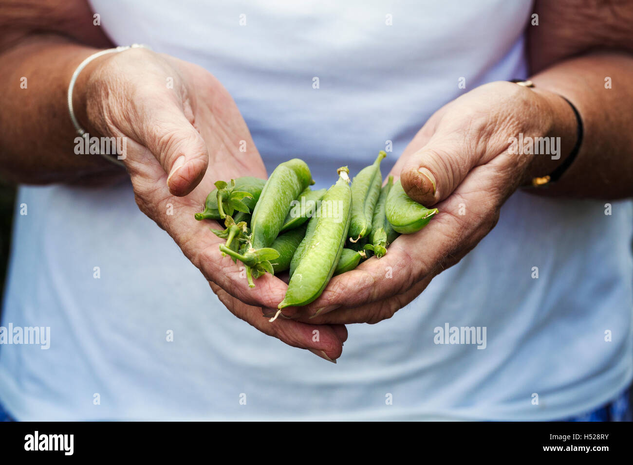 A person holding a handful of fresh picked garden pea pods. Stock Photo