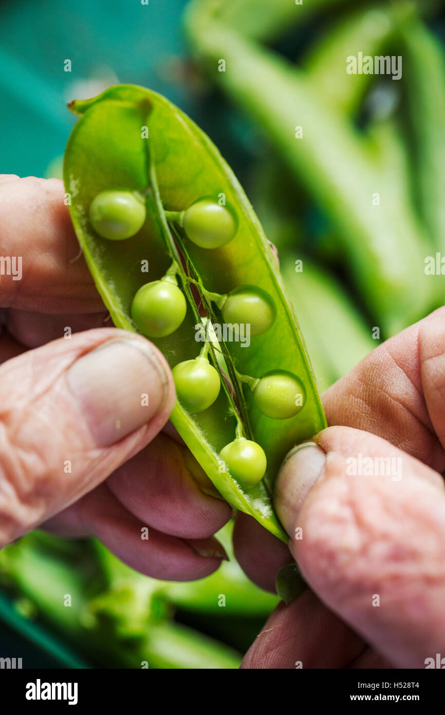 A man opening a peapod to see the fresh peas growing inside it Stock Photo