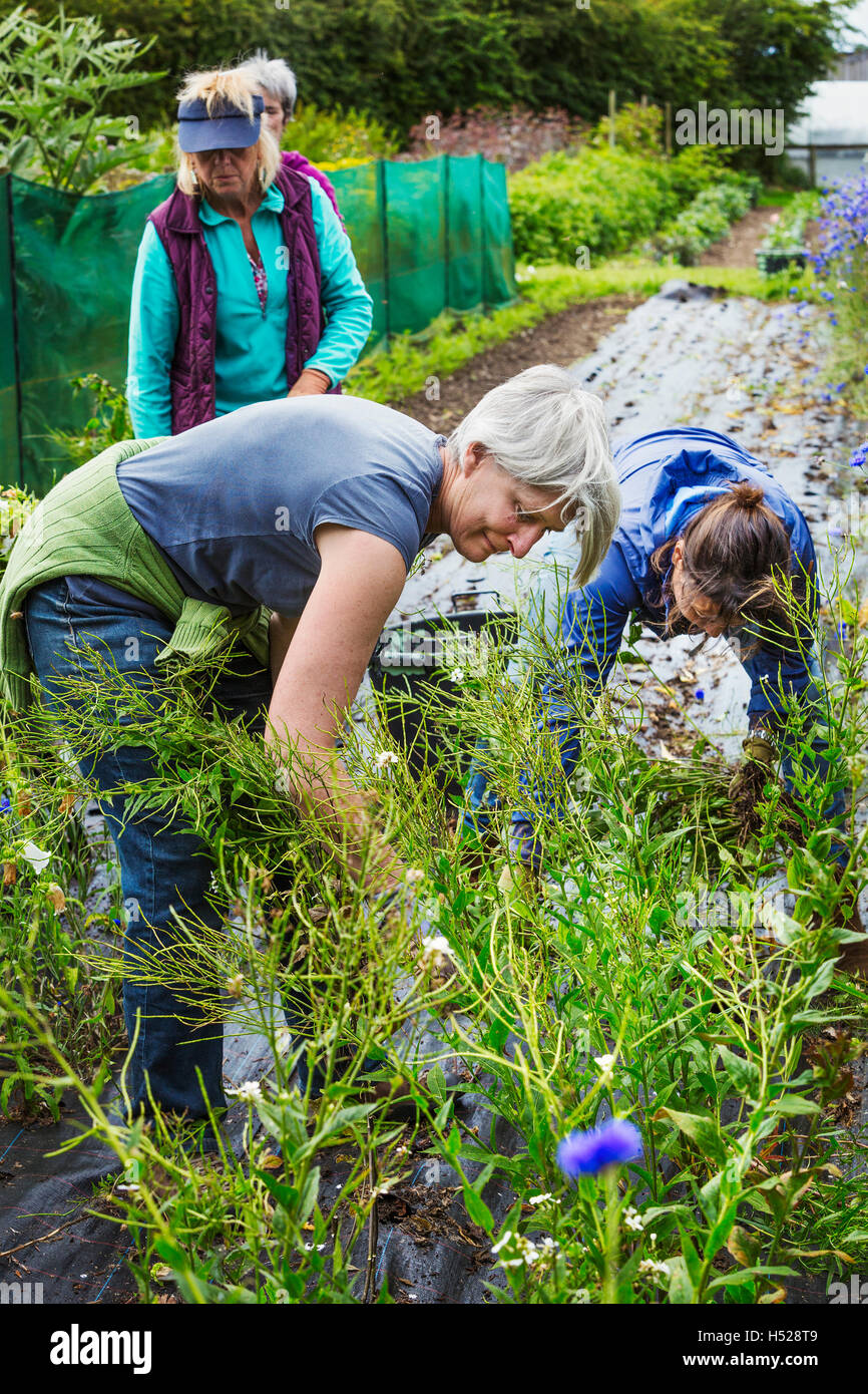 Three mature women working in the flowerbeds in organic flower garden. Stock Photo