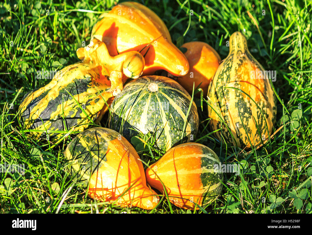 Green orange yellow ornamental gourds hires stock photography and