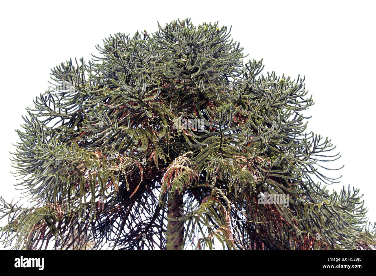 Araucaria imbricata hi-res stock photography and images - Alamy