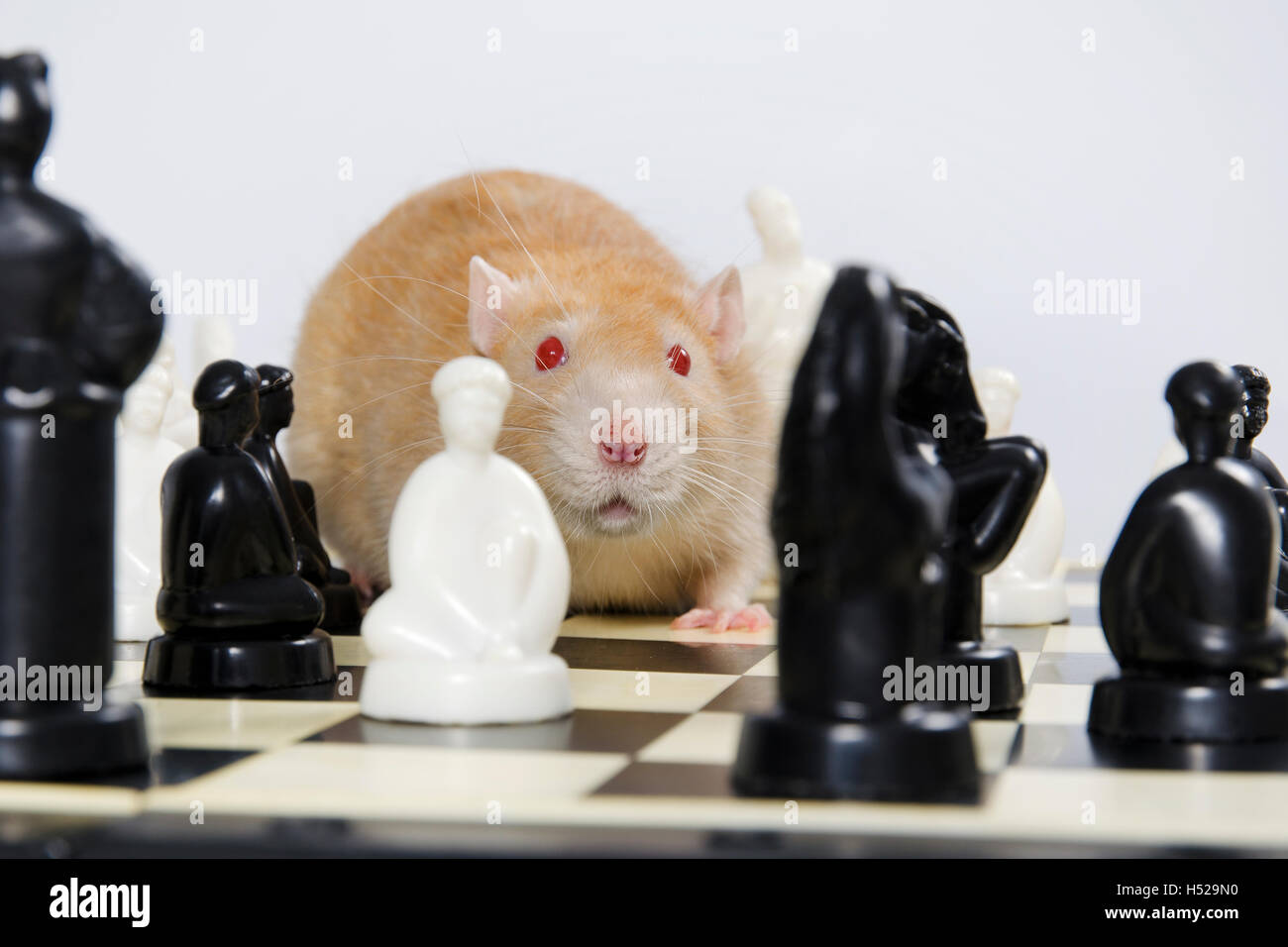 Intelligent and funny pets decorative rat play chess. Stock Photo